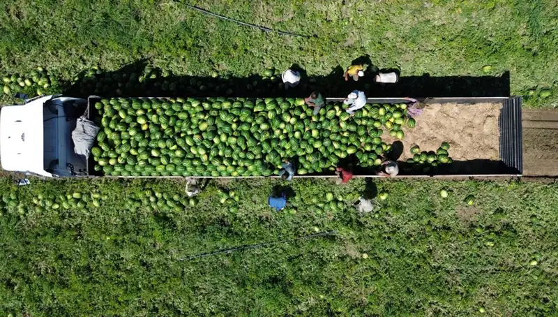 Bafra Ovası'nda Beklenen Karpuz Rekoltesi: 94 Bin 500 Ton!