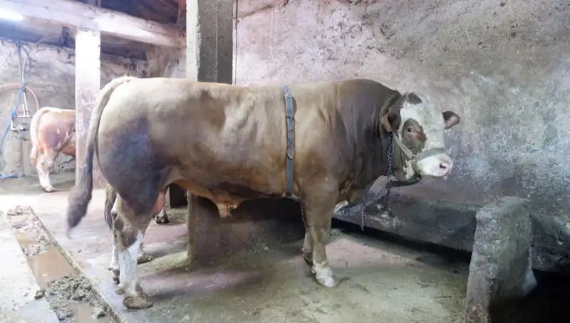 1 Ton 200 Kilo Ağırlığında Eşsiz Bir Hazine Satışa Çıktı!
