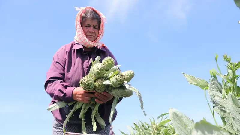 Tarladan Sofralara Ulaşan Meyve ve Sebzeler: Tezgahta Fiyatlar Nasıl Belirlendi?