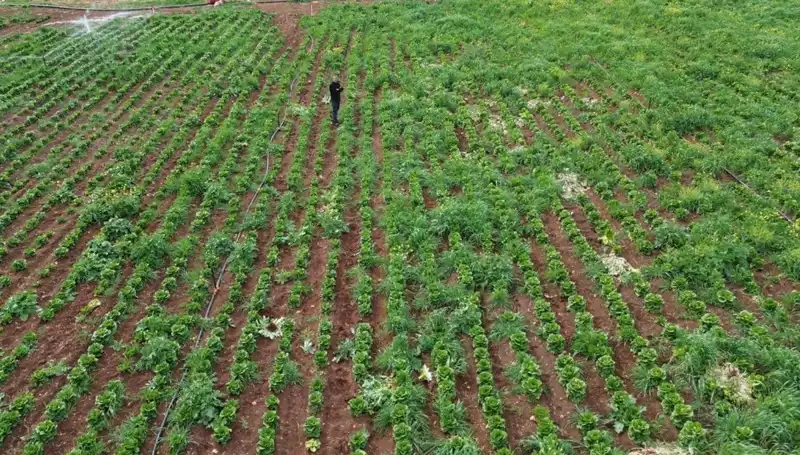Marul Hasadını Tehdit Eden Kuraklık: Üreticiler Umutsuz Bekleyişte