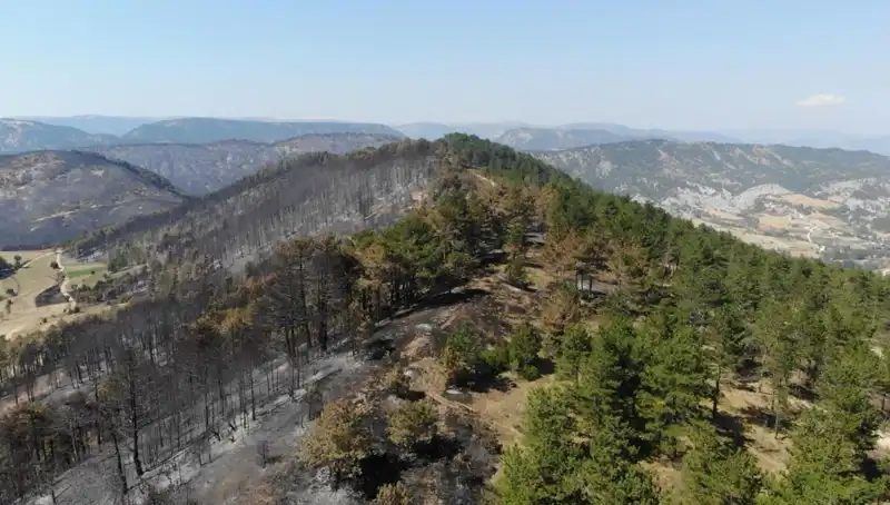 Bolu'da Kazanılan Yeni Bir Yeşil Alan: 5 Milyon Fidan Toprakla Buluşuyor