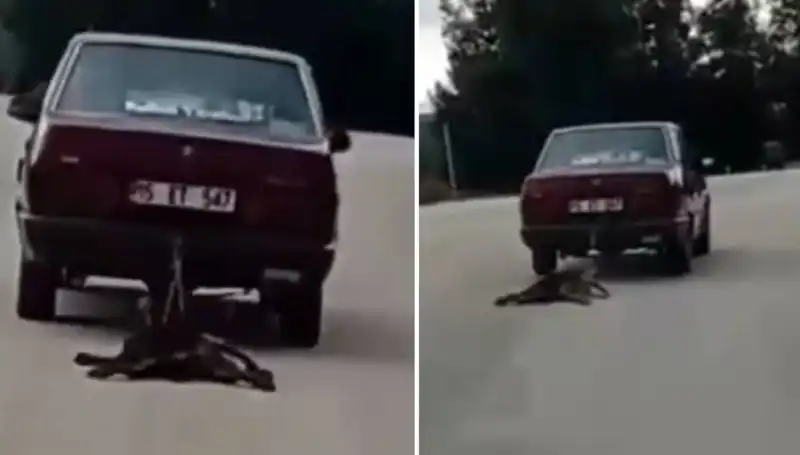 Otomobilin Arkasına Bağlı Köpeği Sürükleyen Korkunç Olay Şok Etti