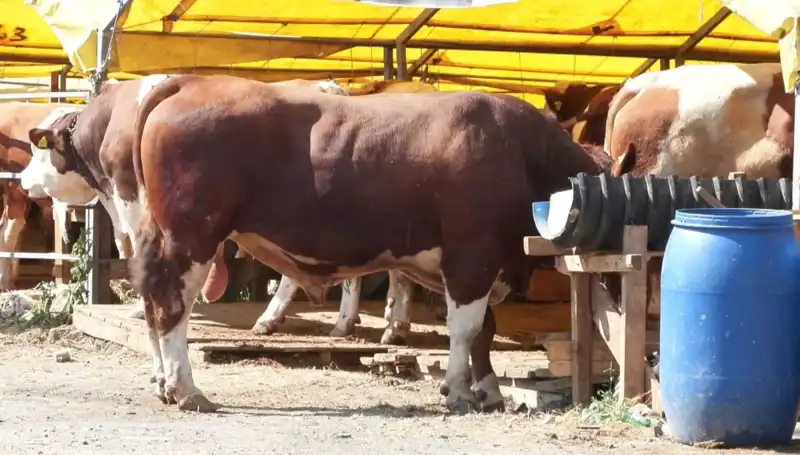 Kurban Pazarları: Bayram Öncesi Hareketlilik ve Trendler