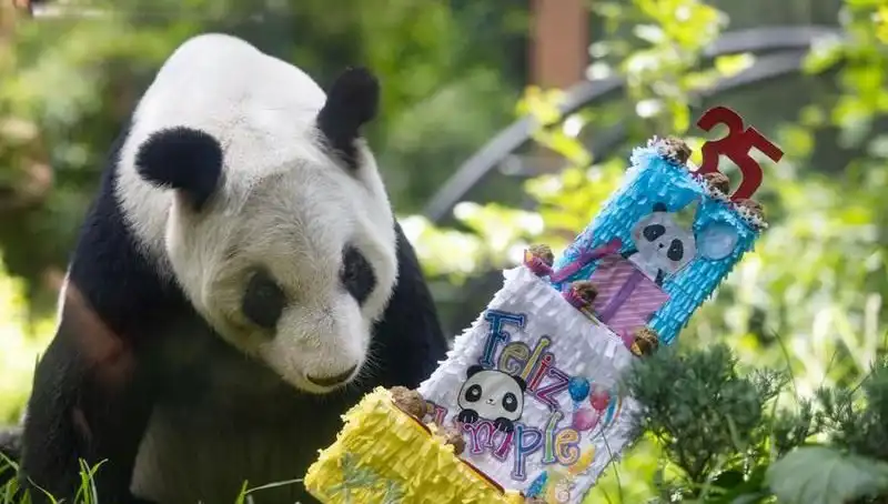Dev Panda Xin Xin, 35. Yaşını Kutlayarak Sevimliliğiyle Dikkat Çekti
