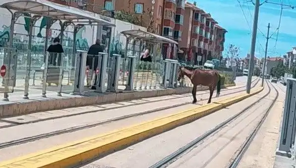 Eskişehir'de Tramvay Raylarında Başına Buyruk Bir At: Şaşkınlık Yarınlarını Sarmaladı