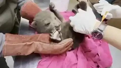 Karabük’te Şaşırtan Görüntü: Yavru Bozayı Sokaklarda Geziyor!