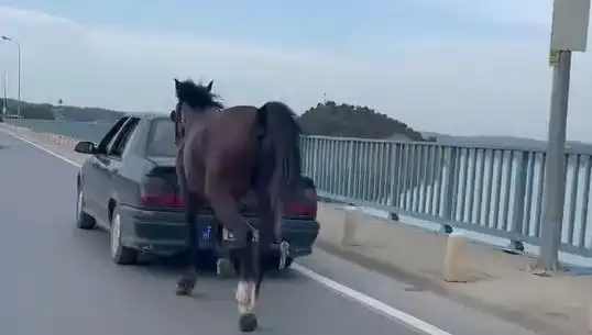 Adana'da Ata Eziyet Eden Şahsın Tutuklanması Şok Etkisi Yarattı