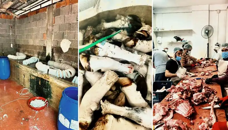 Adana'da Yüzlerce Kilo Kaçak Paça Operasyonu: Mideleri Bulandıran Görüntüler
