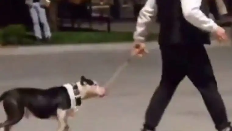 Ağızlıksız Pitbull Sarışın Bir Sahibiyle Saldırdı: Ceza Yağdı!