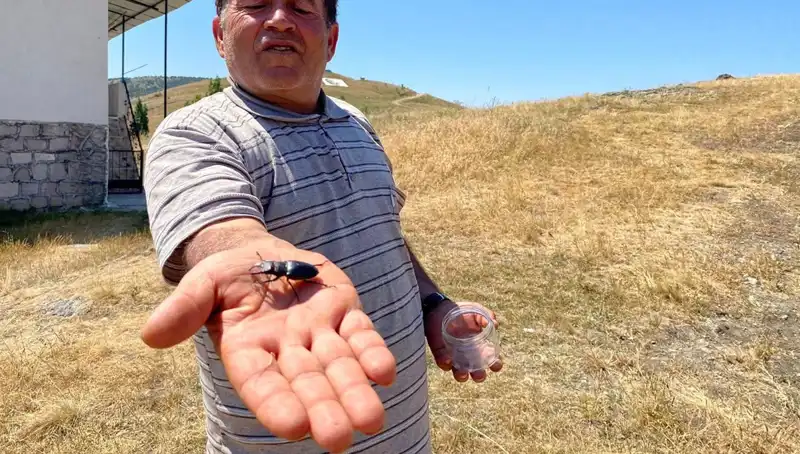 Sivas’ta Görülen Böceği Öldürmenin Cezası 557 Bin TL!