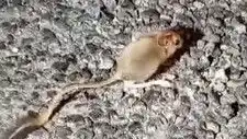 Tunceli'nin Doğasında Arap Tavşanı Bulundu! Doğa Severler İçin Heyecan Verici Bir Gelişme