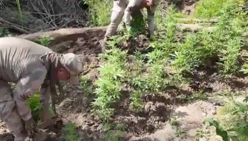 Diyarbakır'da Yüklü Miktarda Kenevir ve Skunk Ele Geçirildi!