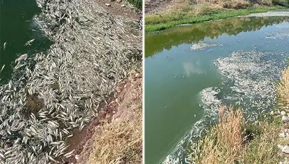 Karasu Çayı'ndaki Gizemli Balık Ölümleri Üzerine Derin İnceleme Başlatıldı