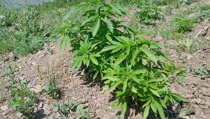 Bingöl'de Ekonomik Suçlarla Mücadele: Kenevir ve Kaçak Tütün Operasyonu