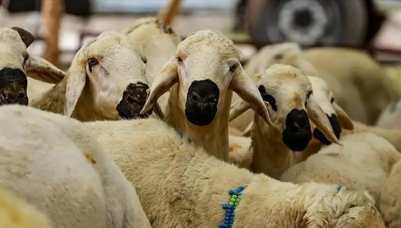 Kurban Bayramı 2025: Kurban Kesmek Farz mı? 10 Soruda Her Şey