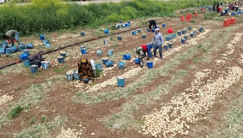 Soğan Hasadı Başladı: Düşen Fiyatlarla Tüketiciyi Sevindiren Durum!