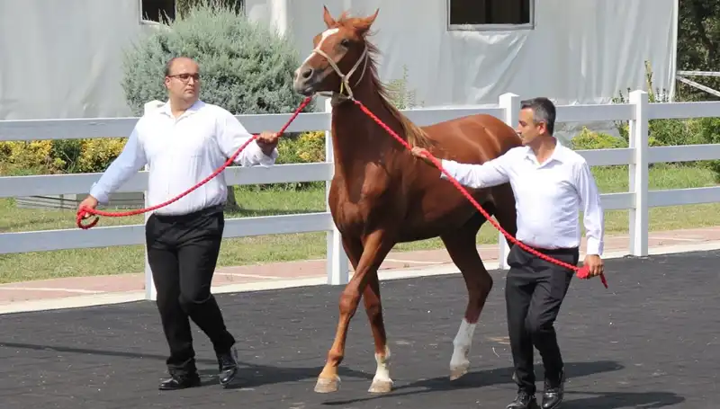 Taşkın Kral, Yılın Rekorunu Kırarak Tarihe Geçti!