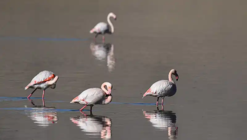 Kuş Cennetinde Kuraklık Şoku: Flamingoların Sayısı Korkutucu Şekilde Düştü